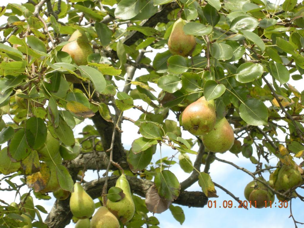 Finca Portizuelo Luarca Dış mekan fotoğraf