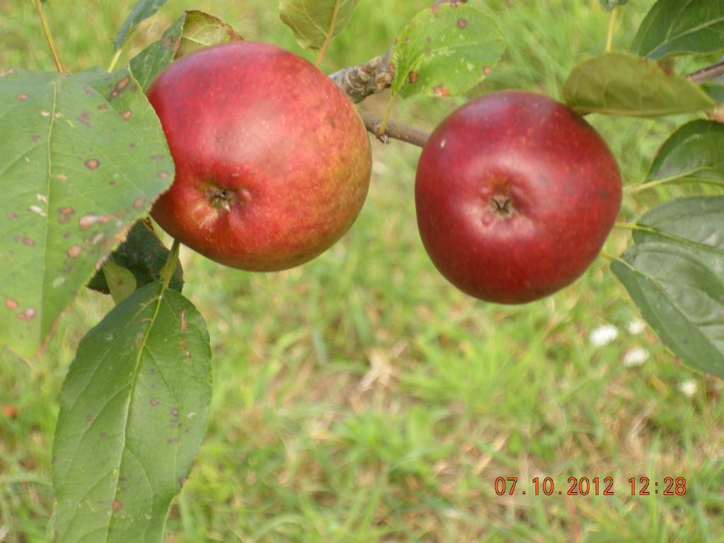 Finca Portizuelo Luarca Dış mekan fotoğraf